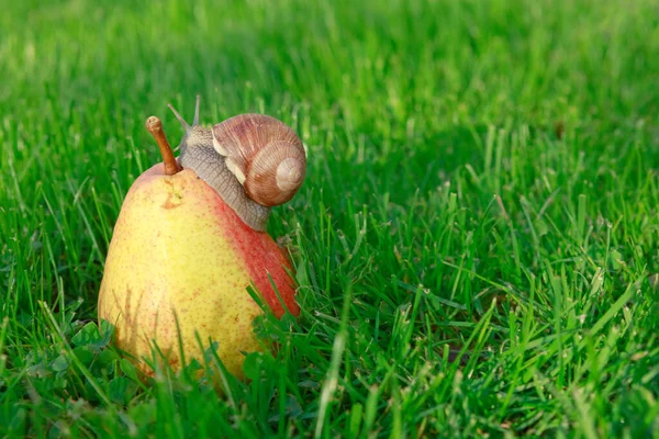 Un caracol se arrastra sobre una pera en el jardín en junio. —  Fotos de Stock