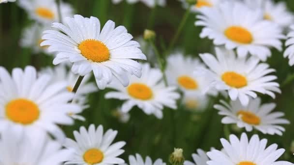 Macro shot of white daisies in the summer field. — Stock Video