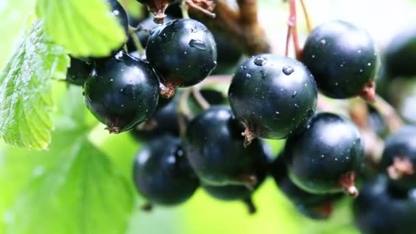 Bagas de passa de Corinto preta em gotas de orvalho em um arbusto no jardim de verão. — Vídeo de Stock