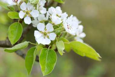 Macro shot of white pear blossom isolated on green background.