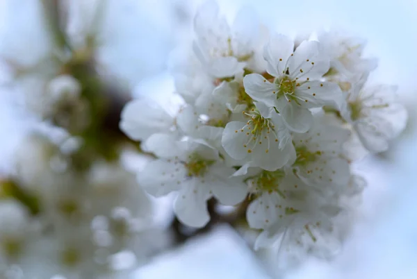 背景に白い桜の花のマクロショットをぼかす. — ストック写真