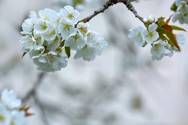 背景に白い桜の花のマクロショットをぼかす. — ストック写真