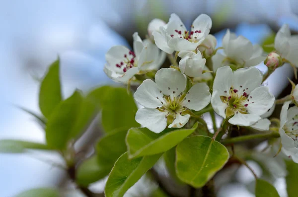 Macro shot of white pear blossom isolated on blue sky background. — Stock Photo, Image