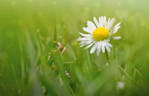 Bela flor margarida branca em um campo verde. — Fotografia de Stock