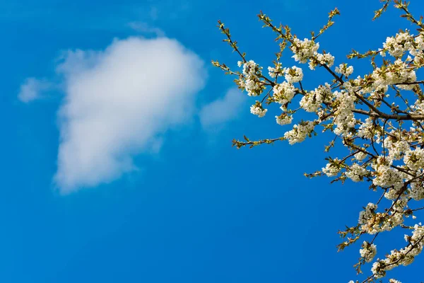 Blossom cherry branch isolated on blue sky background. — Stok fotoğraf