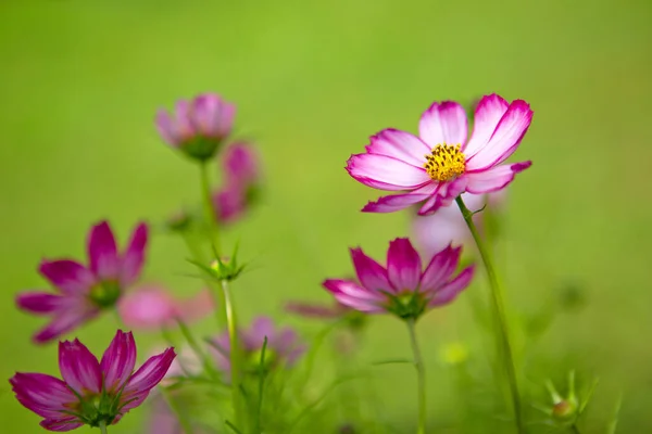 Pink cosmos flowers in the garden . — Stock Photo, Image