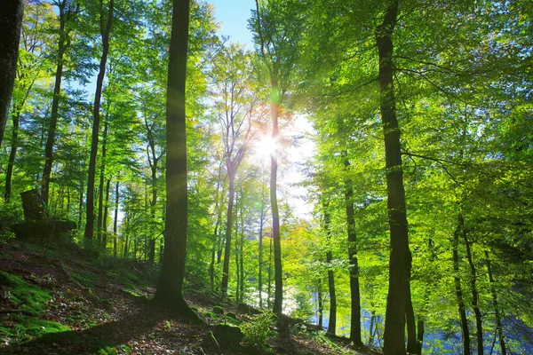 Haya de verano en el sol y el lago del bosque. Fondo de naturaleza. — Foto de Stock