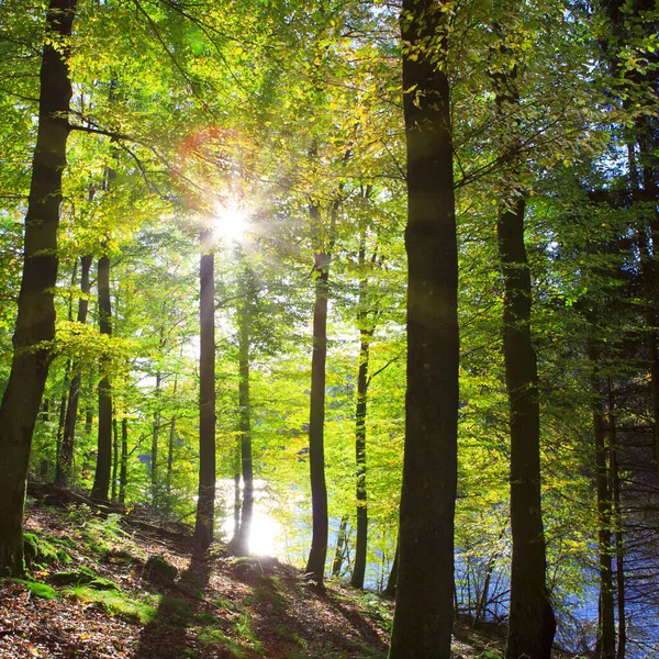 Green beech trees on the sun and forest lake. Nature background. — Stock Photo, Image