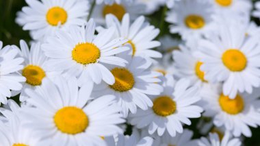 Yaz bahçesinde beyaz papatya şat..