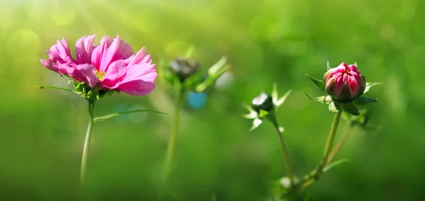 Крупный план розовый Космос цветок и пчела изолированы на зеленом фоне. — стоковое фото