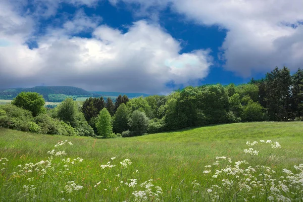 Paisaje primaveral con flores prado a la luz del sol . — Foto de Stock