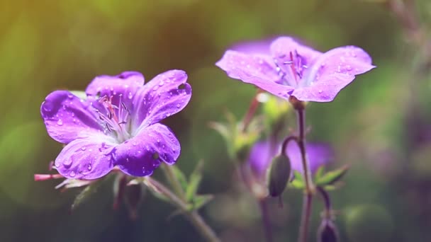 Macro Shot of geranium in sunset light. — Stock videók