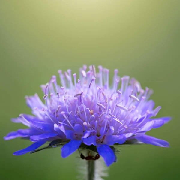 Makro niebieskiego kwiatu kukurydzy izolowane na zielonym tle rozmycia. — Zdjęcie stockowe