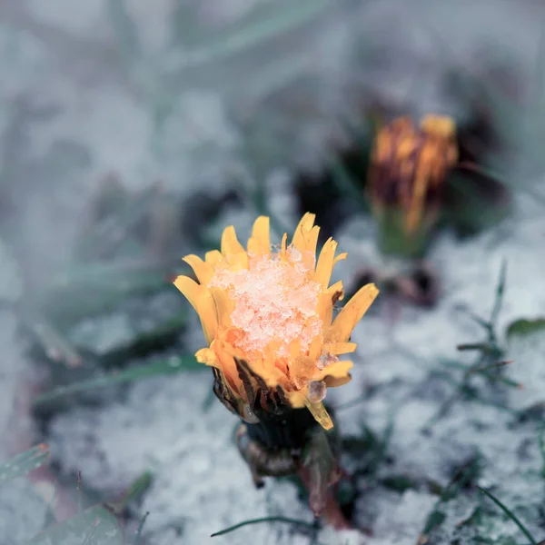 Die ersten Blüten Löwenzahn unter dem Schnee im Frühling. — Stockfoto