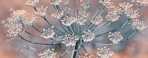 Gros plan de fleurs d'aneth en fleurs isolées sur fond flou. — Photo