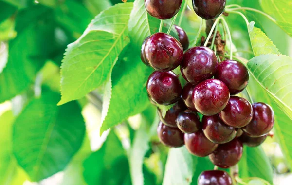 Cerca de grandes cerezas colgando de una rama de cerezo. — Foto de Stock