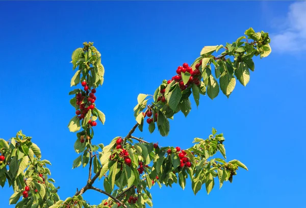 Rote Kirschen hängen an einem Kirschbaum Zweig isoliert auf blauem Himmel. — Stockfoto