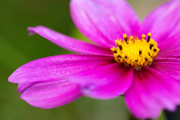 Macro Shot of pink Cosmos flower isolated on green. — Foto de Stock