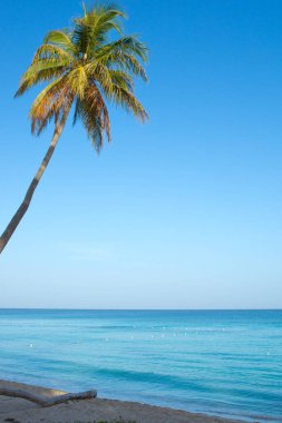 Beautiful Caribbean sea and green palm tree. Travel background.