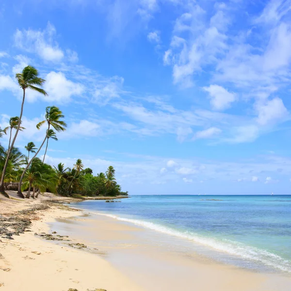 Fondo de viaje con el mar Caribe y palmeras. — Foto de Stock
