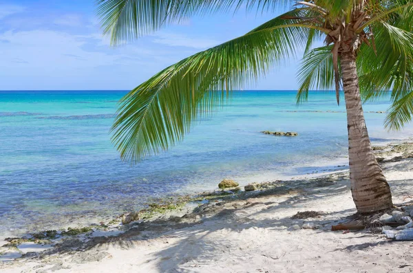 Fondo de viaje con el mar Caribe y palmeras. — Foto de Stock