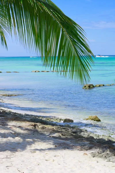 Travel background with Caribbean sea and palm leaves .