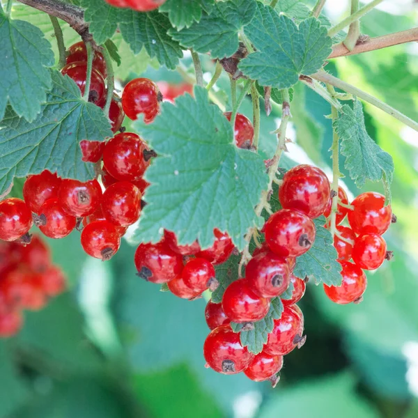 A bunch of red currants on a branch. — Stock Photo, Image