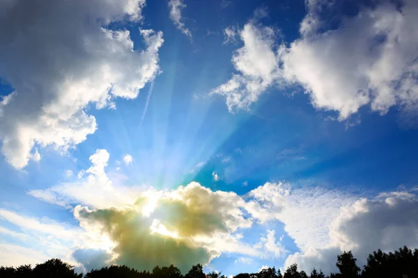 Δασικά δέντρα στον γαλάζιο ουρανό με άσπρα σύννεφα και φως του ήλιου. — Φωτογραφία Αρχείου