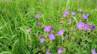 Doğal büyüme ortamında vahşi tıbbi bitki.