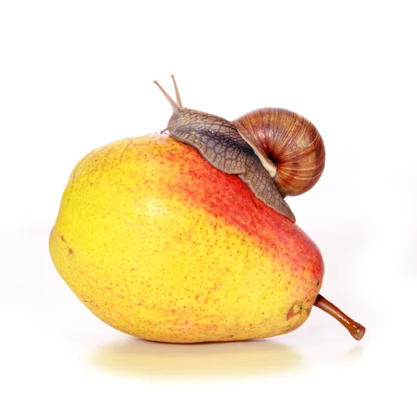 A snail crawls on a pear isolated on white. —  Fotos de Stock