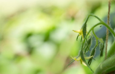 Birkaç bütçe yeşile bulanmış sarı domates çiçekleri.