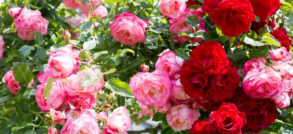 Όμορφο κόκκινο και ροζ τριαντάφυλλο κήπο φόντο — Φωτογραφία Αρχείου