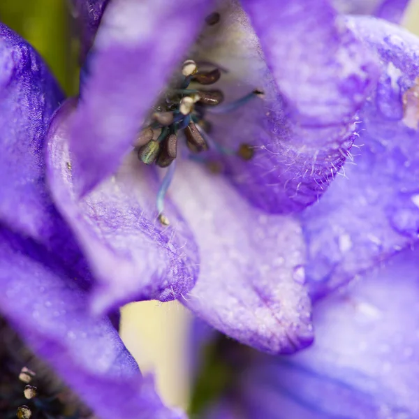 Detailní záběr na modré květy Carmichaels Monkshood. — Stock fotografie