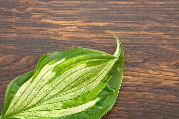 Hojas verdes sobre fondo marrón de madera.Copiar espacio —  Fotos de Stock