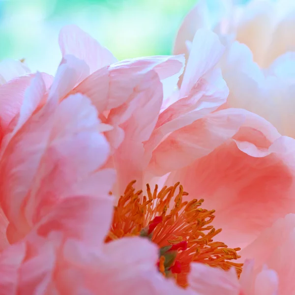 Fleur pivoine rose en gros plan. Fond de fleur — Photo