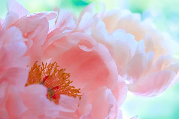 Růžový pivoňkový květ zblízka. Květinové pozadí — Stock fotografie