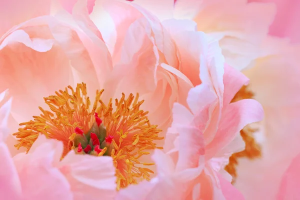 Růžový pivoňkový květ zblízka. Květinové pozadí — Stock fotografie