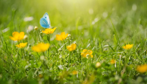 Borboleta voa sobre flores amarelas selvagens na grama em raios de luz solar. — Fotografia de Stock