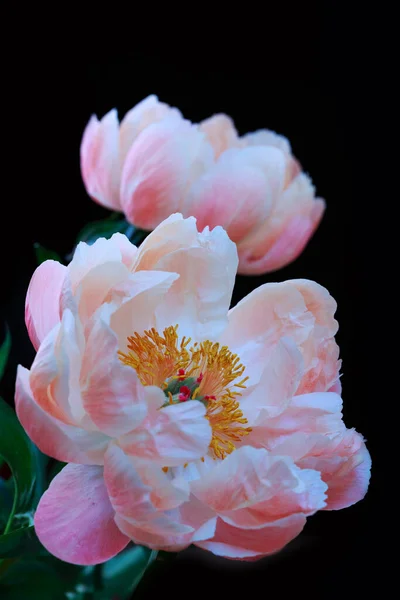 雄蕊が強調された牡丹の花の終わり — ストック写真