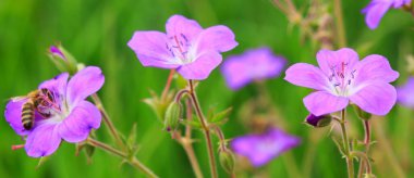 Gün batımında sardunya iğnesi.