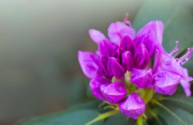 Rhododendron 'un Macro çiçeği. Bahçedeki güzel Azaleas 'ın yakın çekimi..