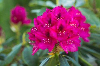 Rhododendron 'un Macro çiçeği. Bahçedeki güzel pembe Azaleas 'ın yakın çekimi..