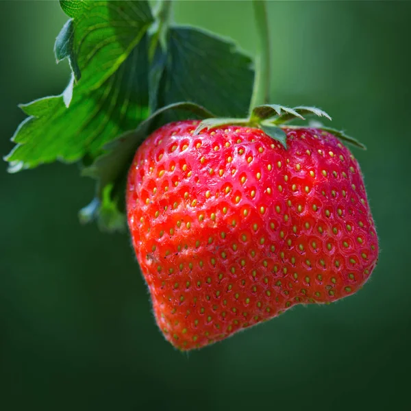 Fresa Fruta Orgánica Fresca Las Fresas Rojas Crecen Jardín Verano — Foto de Stock