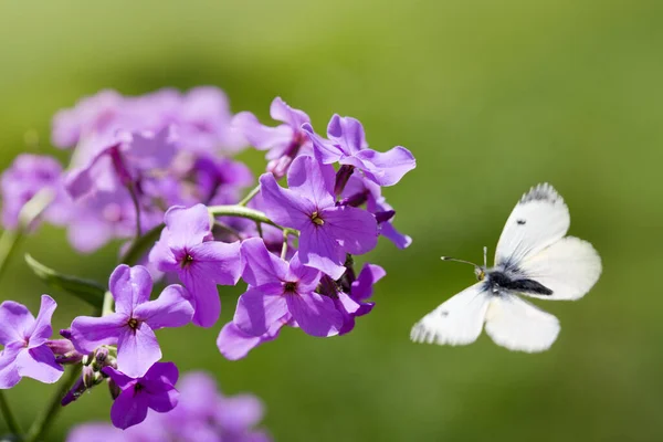 美丽的蝴蝶在明亮的花朵特写上觅食 — 图库照片