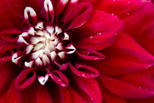 Gros Plan Macro Une Fleur Dahlia Rouge — Photo