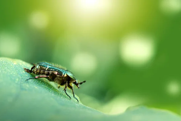 Beautiful metallic green bug on leaf isolated on blur background.