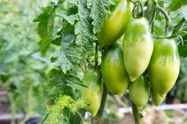 Tomates Verdes Não Maduros Crescendo Cama Jardim — Fotografia de Stock