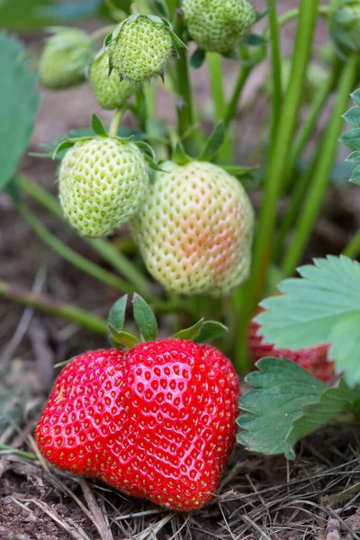 Strawberry Fresh Organic Fruit Red Strawberries Grow Summer Garden — Stock Photo, Image