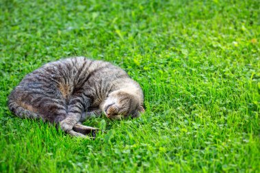 Baharın bahçesinde yeşil bir çayırda yatan gri kedi..