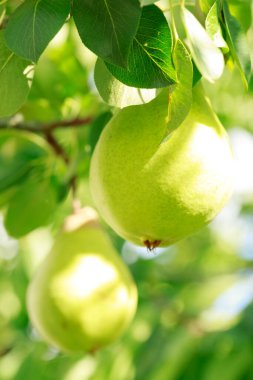 Yaz bahçesinde doğal ışığı olan büyük armutlar..